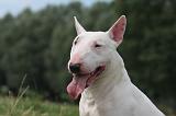 BULL TERRIER MINIATURE 105